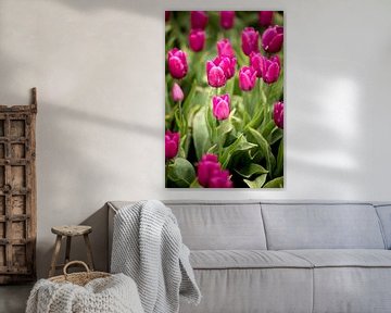 champ de fleurs au printemps avec tulipes roses | fine art nature photo art sur Karijn | Fine art Natuur en Reis Fotografie