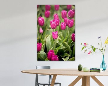 bloemenveld in het voorjaar met roze tulpen | fine art natuur fotokunst