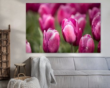 eine rosa Tulpe im Blumenfeld | Fine Art Photo von Karijn | Fine art Natuur en Reis Fotografie