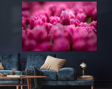 eine Tulpe, die aus einem bunten Blumenfeld herausragt | fine art photography von Karijn | Fine art Natuur en Reis Fotografie
