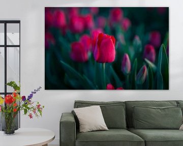 Tulpen - Beeldende Kunst