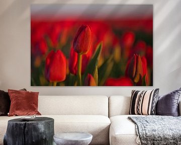 Helle rote Tulpen auf dem Tulpenfeld von t.ART