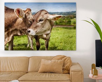 Les vaches se montrent affectueuses entre elles sur Besa Art