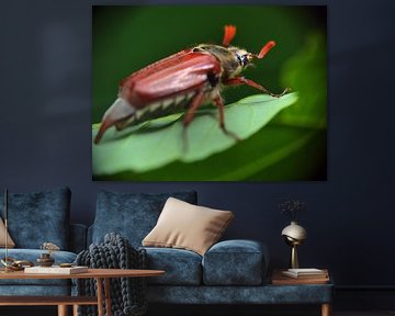 Cockchafer Macro