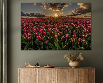 Un champ de tulipes roses illuminé par les rayons du soleil au coucher du soleil. sur Dafne Vos