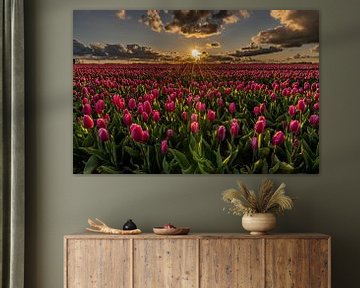 Een roze tulpenveld beschenen door zonnestralen tijdens zonsondergang van Dafne Vos