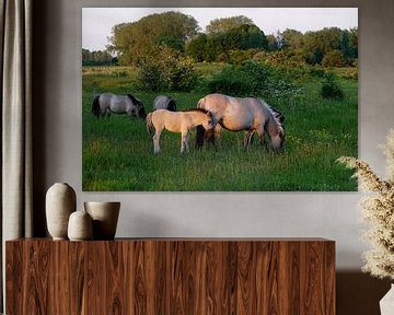 Horses in evening light by Herman Peters