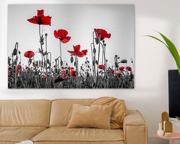 Poppies in Mechelen van Jim De Sitter