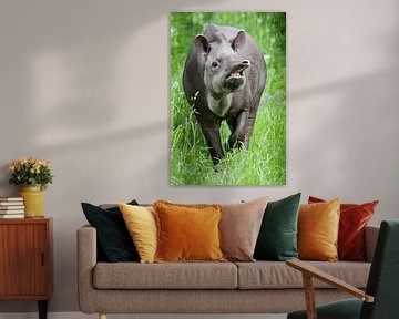 Koele lange snuit tapir zijwaarts helder groen gras rondom van Michael Semenov