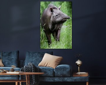 Seltsames Tier Tapir mit geradeaus ragender Schnauze, Nahaufnahme vor dem Hintergrund des südamerika von Michael Semenov