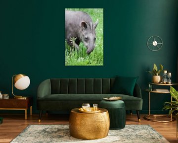 La trompe d'un amusant tapir courbé s'étire vers une savoureuse herbe verte. sur Michael Semenov