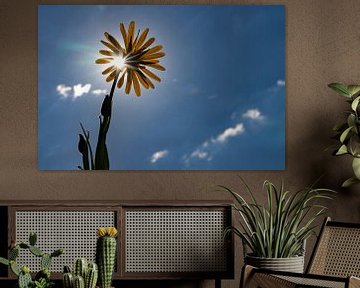 Meadow flower in the backlight by Andreas Müller