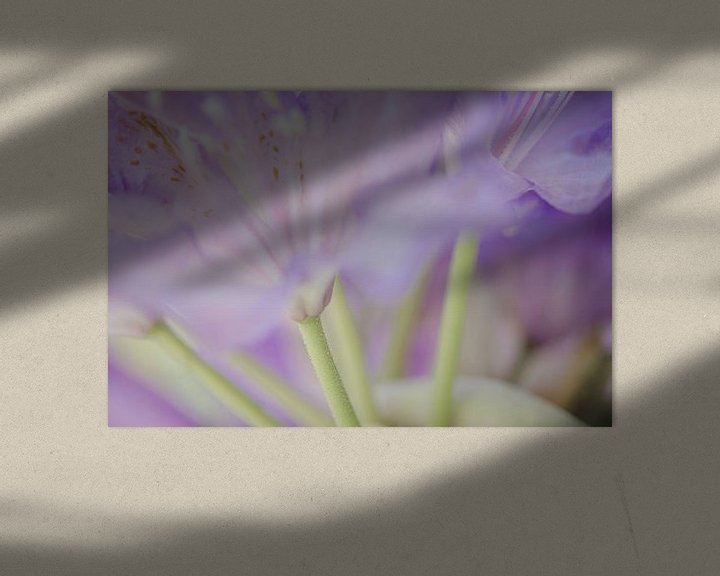 Sfeerimpressie: Lila bloemen in soft focus van Margreet van Tricht