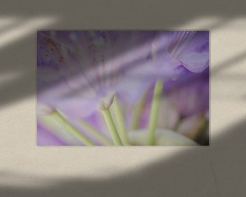 Fleurs de lilas dans une mise au point douce