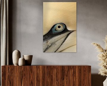 Auge des Jan Van Gent von Foto Studio Lyn Labie