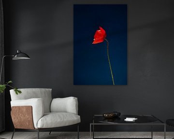 Mohn