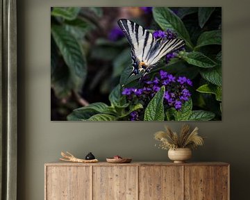 Vlinder op bloemen van Joyce Schouten