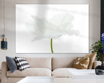 White Poppy on white background by Tanja van Beuningen