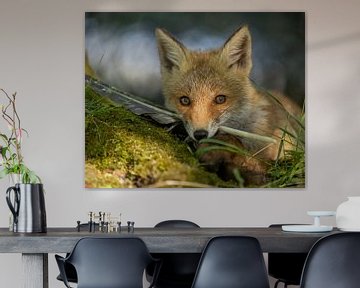 This young fox can't get enough of his feather by Patrick van Bakkum