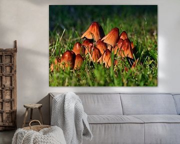 Paddestoelen in de lente