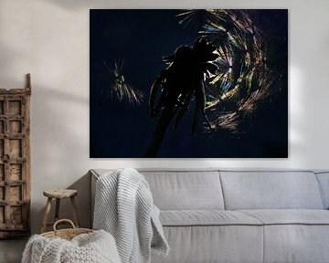 Pissenlit dans le contre-jour