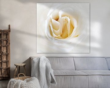 White Rose van Doris Kroos