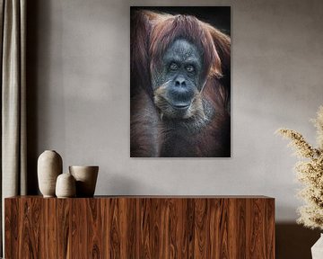 Sly Orang-Utan rothaarigen Orang-Utan unzufrieden Blick nach vorn mächtige anthropoiden Vollbild Vol von Michael Semenov