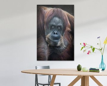 Sluwe orang-oetan roodharige orang-oetan die ontstemd voor zich uit kijkt krachtig antropoïde volled van Michael Semenov
