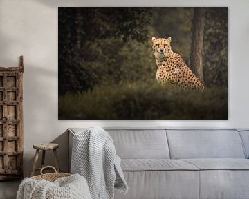 Nieuwsgierige cheetah van Jesper Stegers