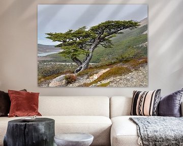 Southern beech tree, shaped by the Patagonian wind by Christian Peters