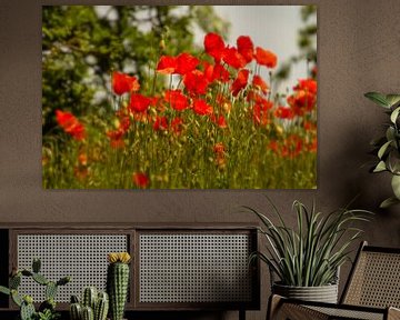 Sunny poppies by Sabina Meerman