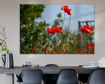 Sunny poppies by Sabina Meerman