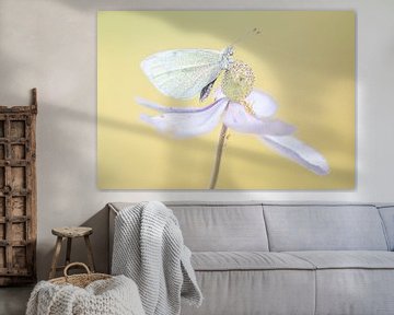 Vlinder op bloem van natascha verbij