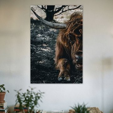 Portret Schotse Hooglander, Scottish Highlander