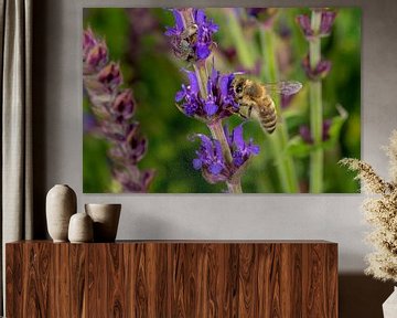 Macro shot of a honey bee at the lavender blossom by Hans-Jürgen Janda