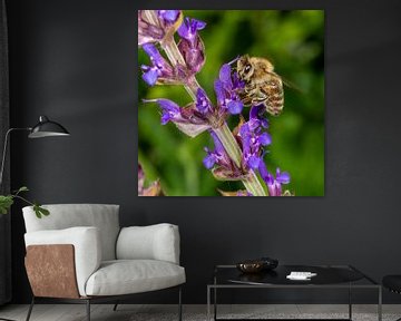 Macro shot of a honey bee at the lavender blossom by Hans-Jürgen Janda