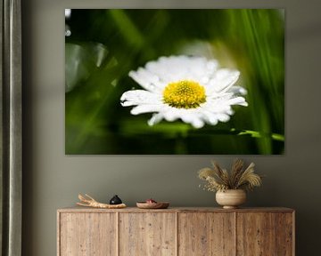 Daisy flower blossom von shot.by alexander