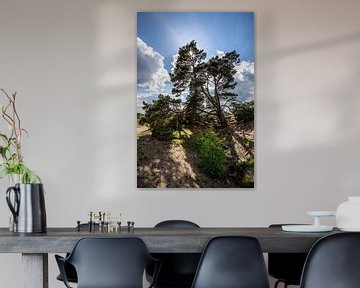 A tree hanging on the Veluwe with the sun behind it by Thomas Winters