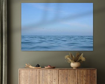 Seabirds flying off the coast of Wales, UK by Christa Stroo photography