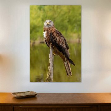 Red Kite, Milvus milvus. Bird of Prey