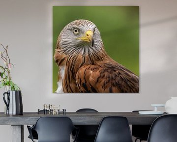 Milou royal, Milvus milvus. Oiseaux de proie sur Gert Hilbink