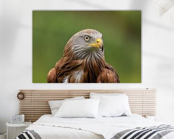 Milou royal, Milvus milvus. Oiseaux de proie sur Gert Hilbink