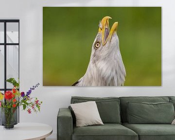 Bald Eagle, Amerikaanse Zeearend. van Gert Hilbink