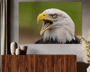 Bald Eagle, Amerikaanse Zeearend. van Gert Hilbink