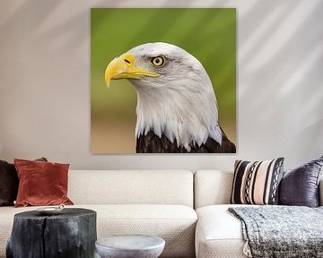 Weißkopfseeadler, Amerikanischer Weißkopfseeadler. von Gert Hilbink