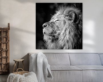 Animals Lions by Arno Van Hout