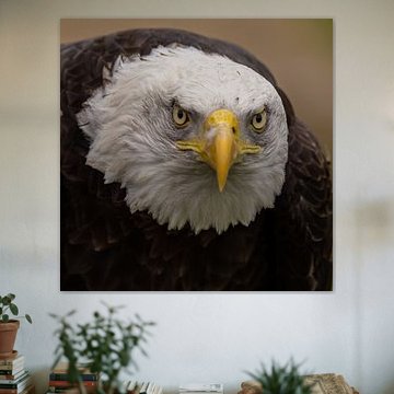Der Weißkopfseeadler, American Bald Eagle.