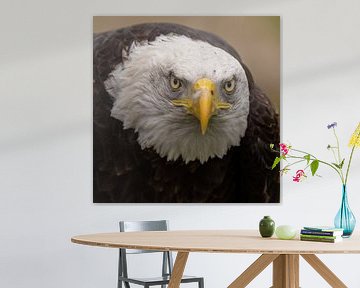 De Bald Eagle, Amerikaanse Zeearend. van Gert Hilbink