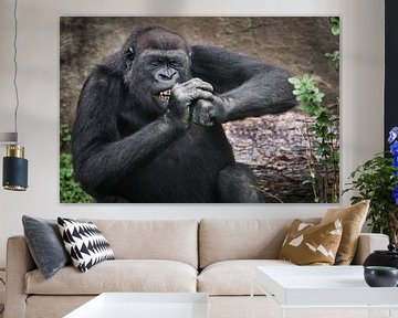 Das Gorillaweibchen nagt fleißig an etwas Hartem, fletscht die Zähne, kneift die Augen vor Anstrengu von Michael Semenov