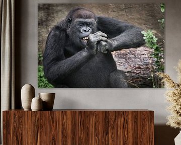 De vrouwelijke gorilla knaagt ijverig aan iets hards, ontbloot haar tanden, knijpt moeizaam haar oge van Michael Semenov